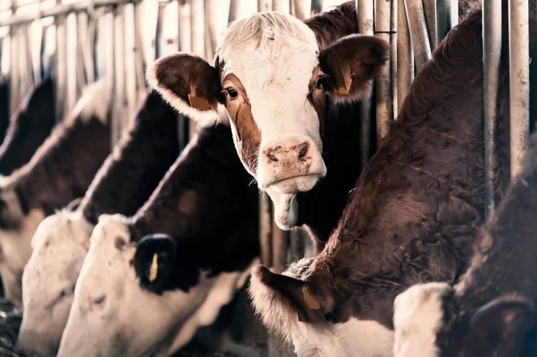 Køer i stald efter sundhedsrådgivning
